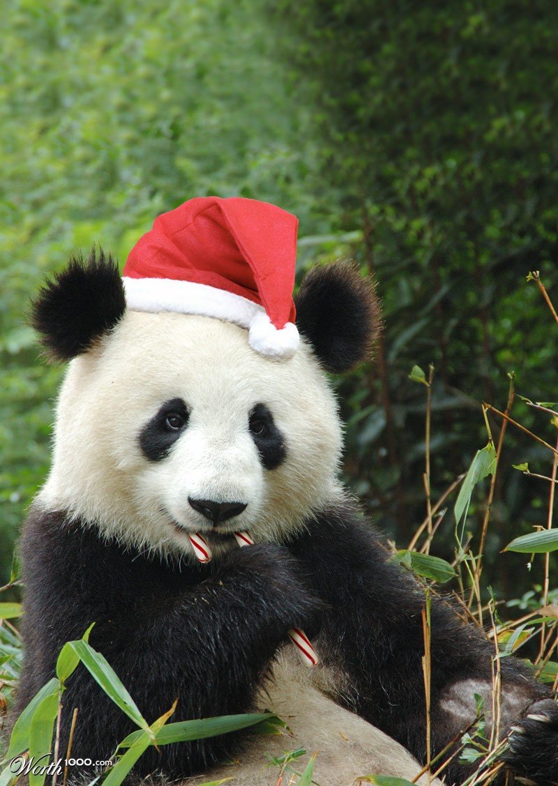 Google Panda na Święta zrobi nam prezent